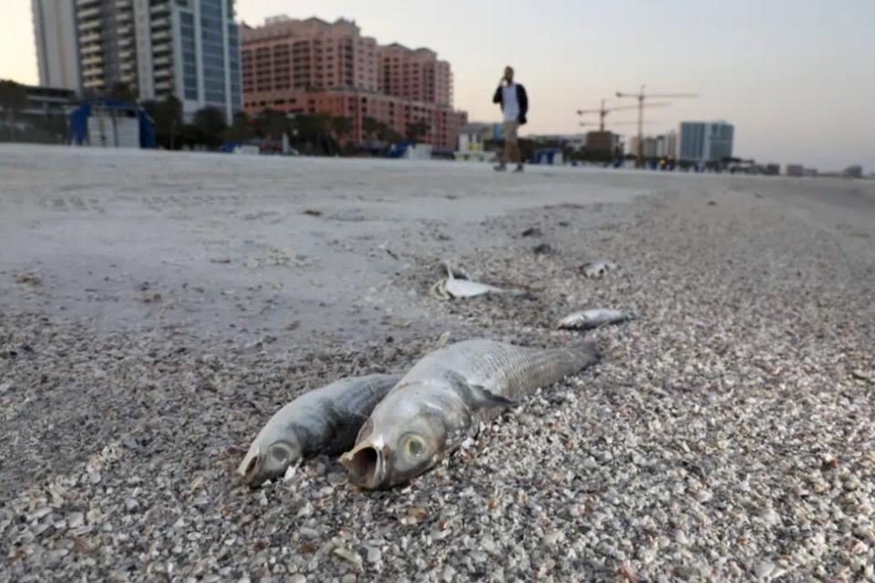 Red Tide Hits Pinellas County