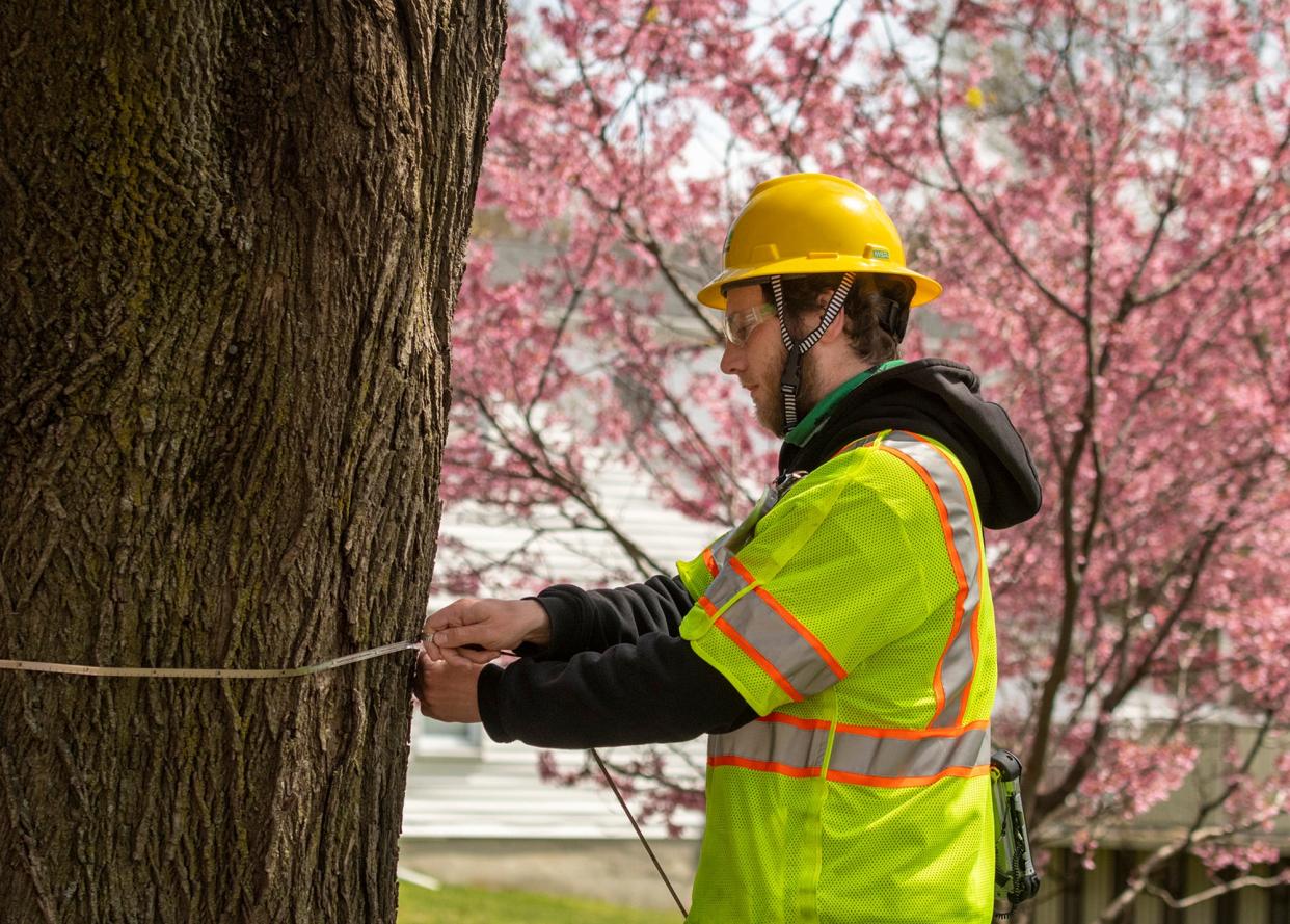 Arborist Matthew Cembrola measures the trunk of a tree on Valley Hill Drive as part of an inventory of the city's public shade trees Monday.