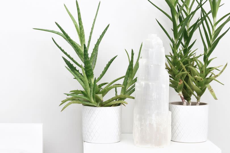 This is a stock photo of aloe vera plants with selenite crystal by bed. See PA Feature GARDENING Advice Sleepy. WARNING: This picture must only be used to accompany PA Feature GARDENING Advice Sleepy.