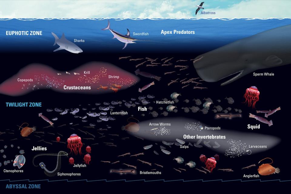 Los principales depredadores, como ballenas, atunes, peces espada y tiburones, dependen de la zona crepuscular para alimentarse, sumergiéndose cientos o incluso miles de metros para capturar a sus presas. Eric S. Taylor /© Woods Hole Oceanographic Institution