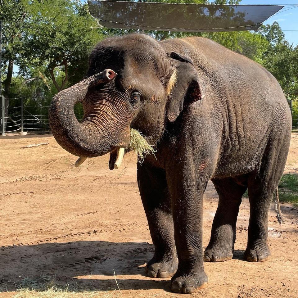 Bowie (pronounced Boo-ee), a 9-year-old male Asian elephant, now calls the Oklahoma City Zoo and Botanical Garden home.