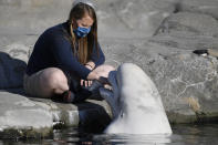 A Mystic Aquarium trainer rubs the tongue of a Beluga whale as a gesture of affection, Friday, May 14, 2021, in Mystic, Conn. Three Beluga whales will arrive at the aquarium later Friday from Marineland in Niagara Falls, Ontario, Canada. The whales will be leaving an overcrowded habitat with about 50 other whales and will be at the center of important research designed to benefit Belugas in the wild. (AP Photo/Jessica Hill)