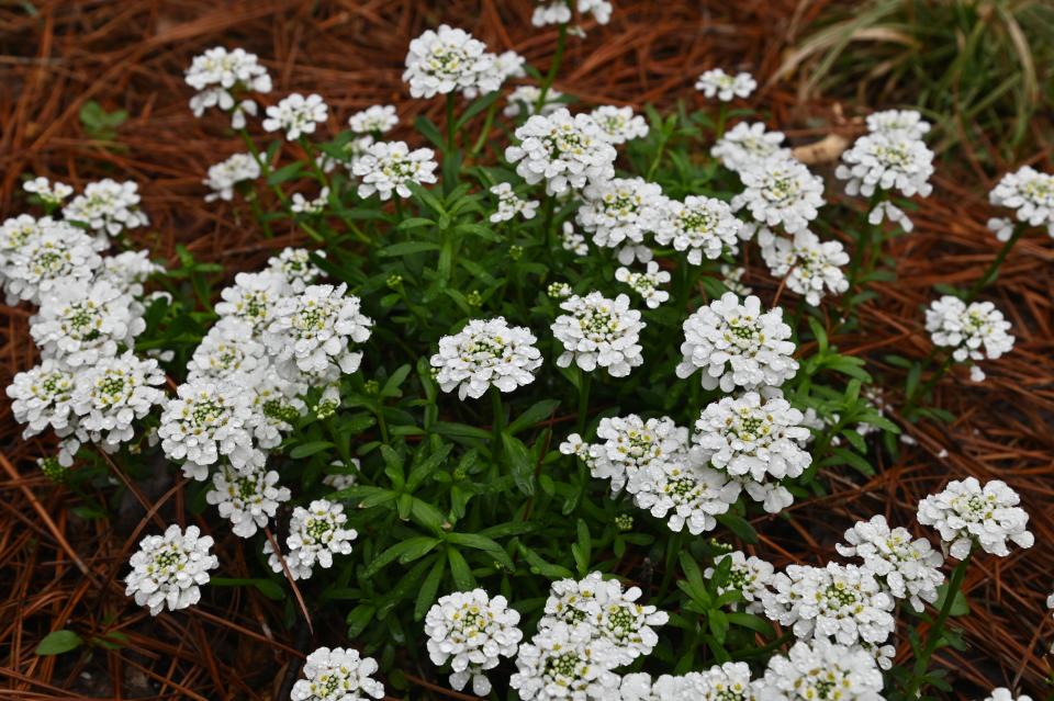 Candytuft Purity is a favorite of garden columnist Betty Montgomery.