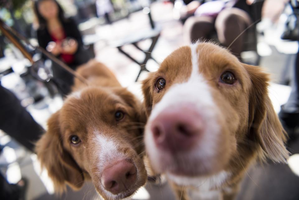 Lilly and Rory Owen wait for their owner to be interviewed.