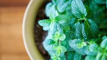 <p> Added to hot water, fresh mint leaves are a true delight, not only soothing indigestion but also alleviating stress and improving brain function, it really is a wonder herb. Like many houseplants, the key to growing mint inside successfully is light and warmth without too much direct sunlight. With regular pruning and removal of dead leaves, mint can last for years, especially if you repot it in fresh compost every couple of years. </p>