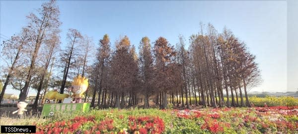 六甲落羽松紅葉逐漸凋零，呈現另一種北國風情，別有一番風味，民眾可把握連假期間來賞景。（記者李嘉祥攝）