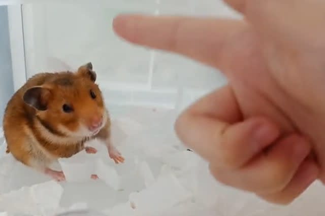 Adorable hamster gets &#39;shot&#39; and pretends to be dead