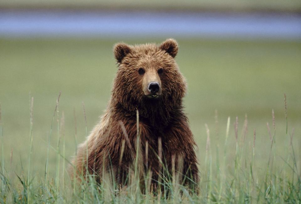 Earlier in his career, Ebell worked for then-Rep. John Shadegg (R-Ariz.)&nbsp;in an effort to rework the Endangered Species Act so it would involve &ldquo;<a href="http://www.nytimes.com/1995/05/28/us/conservatives-tug-at-endangered-species-act.html" target="_blank">as little regulation as possible</a>&rdquo; and be &ldquo;<a href="http://www.nytimes.com/2016/11/12/science/myron-ebell-trump-epa.html?_r=0" target="_blank">more respectful of property rights</a>.&rdquo;