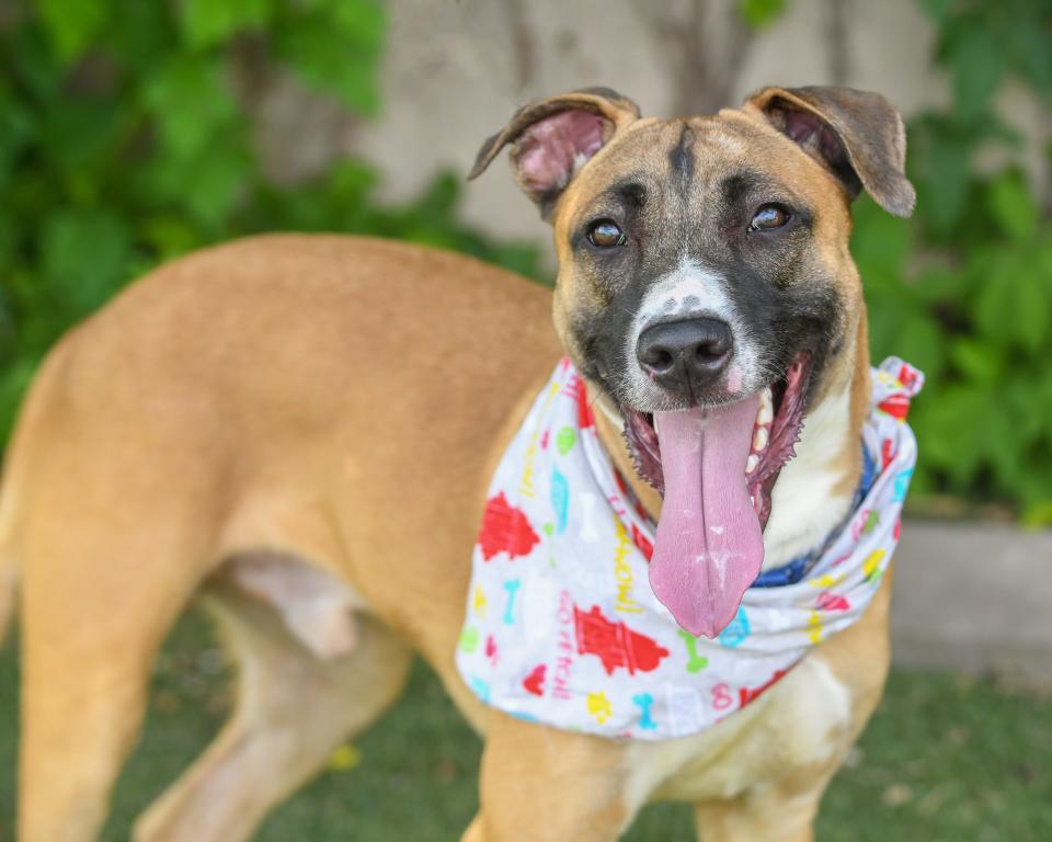 Judson has lots of energy and is looking for an active family that will give him the exercise and love he needs. He's a fun-loving 2-year-old, 60-pound German shepherd and great Dane mix. Judson knows the sit command and how to walk on a leash without tugging. He is a good playmate with other dogs. Judson's number at the Oklahoma City Animal Shelter is 384103, and his adoption fee is $30. All pets are spayed and neutered, have a microchip, and have had age-appropriate shots and a health check. The shelter is open from noon to 5:30 p.m. seven days a week at 2811 SE 29. For more information, go to www.okc.petfinder.com and www.okc.gov.