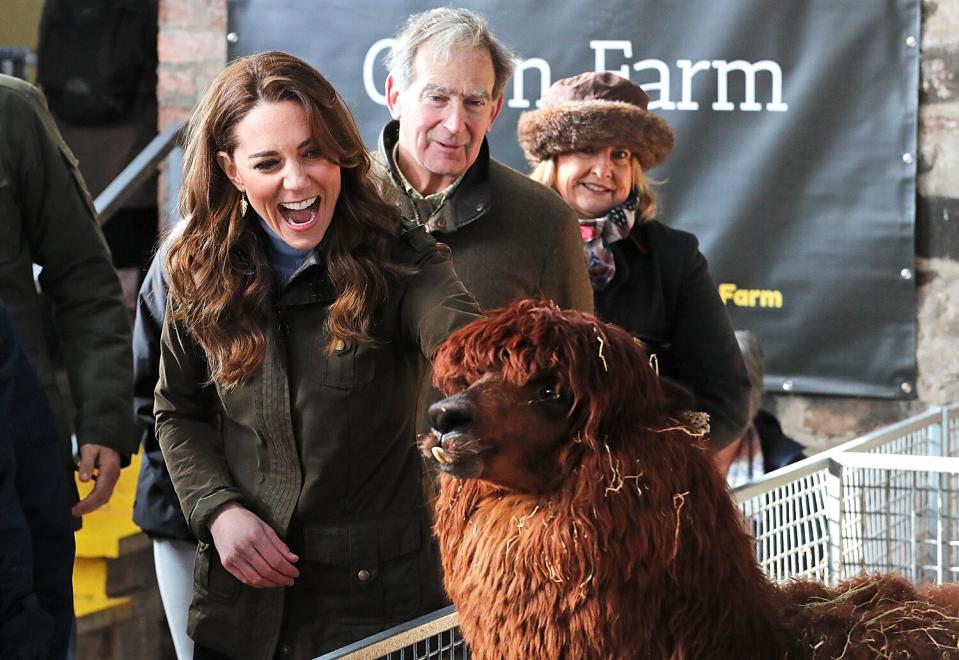 Kate took a liking to a brown alpaca on the Ark Open Farm.