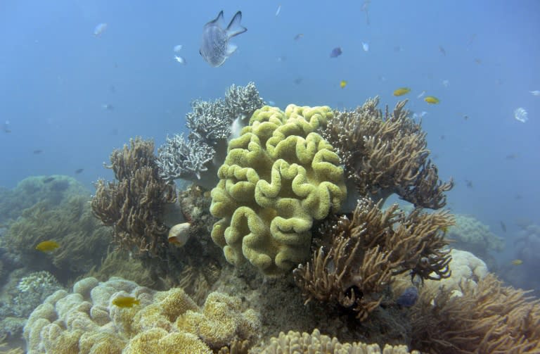 Damage to Australia's Great Barrier Reef could lead to a drop in tourism and the loss of 10,000 jobs