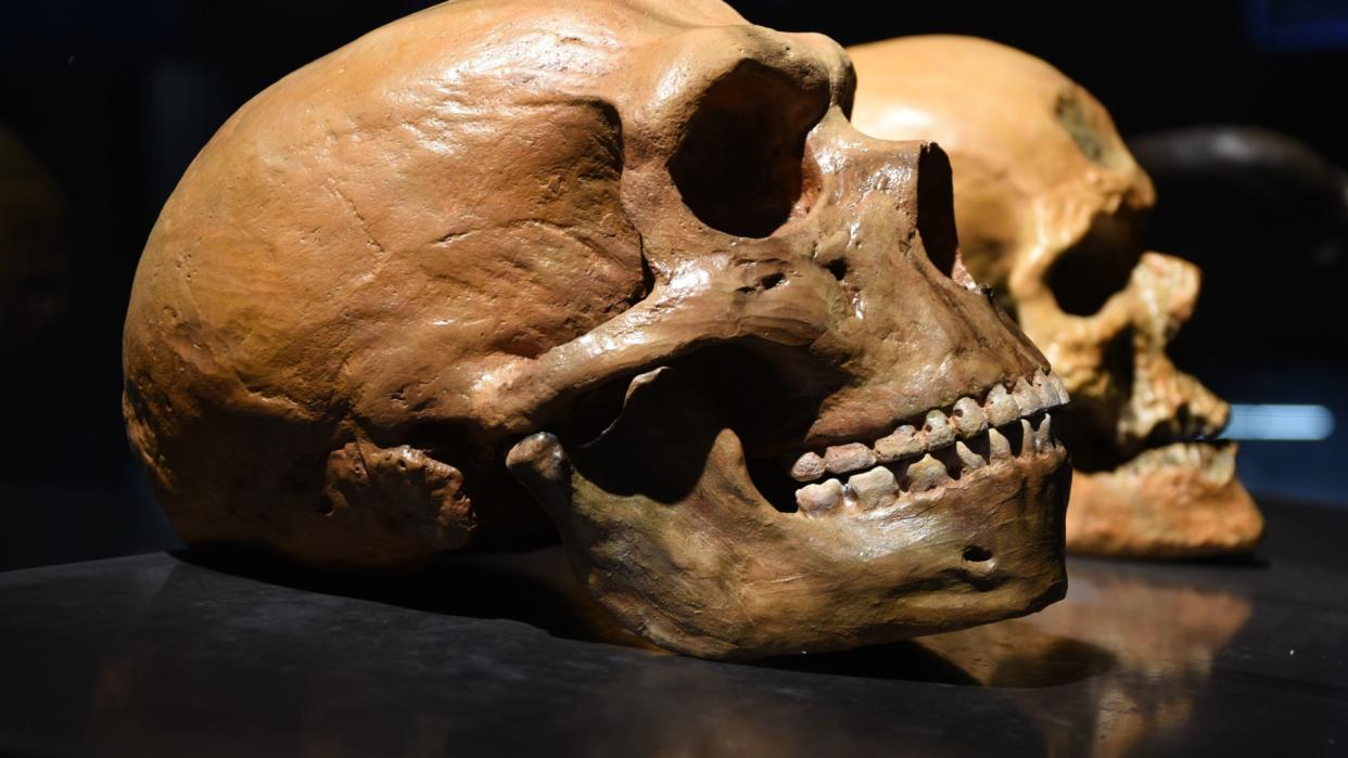  A side-by-side comparison of a Neanderthal and human skull. 