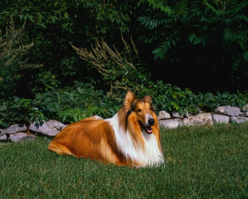 medium sized dogs collie