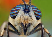 Ireneusz Irass Waledzik, 29, from Poland, uses macro photography to reveal the fascinating colours and shapes of tiny insects. He said: "I love macro photography, I spend a lot of time at it. The different shapes of insects' eyes fascinates me. (PIC BY IRENEUSZ IRASS WALEDZIK / CATERS NEWS)