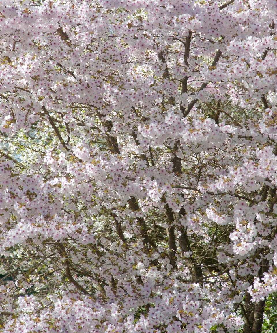 Prunus incisa The Bride