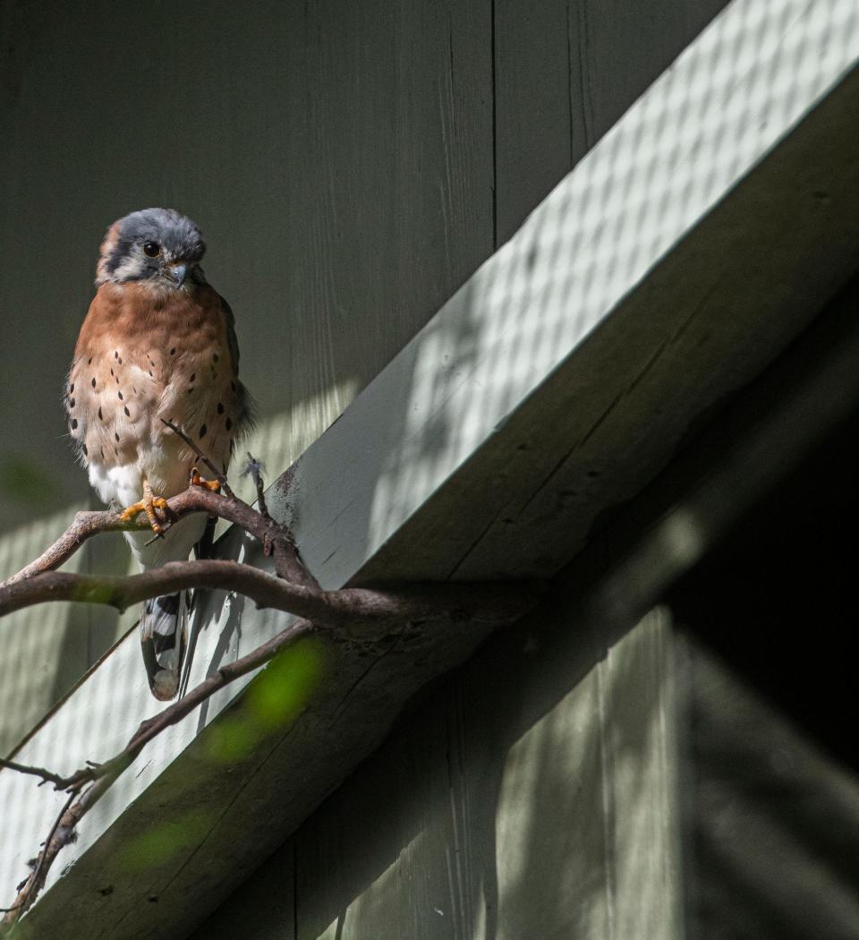 An American Kestrel and raptor ambassador at the Vermont Institute of Natural Science in Quechee, Vermont.