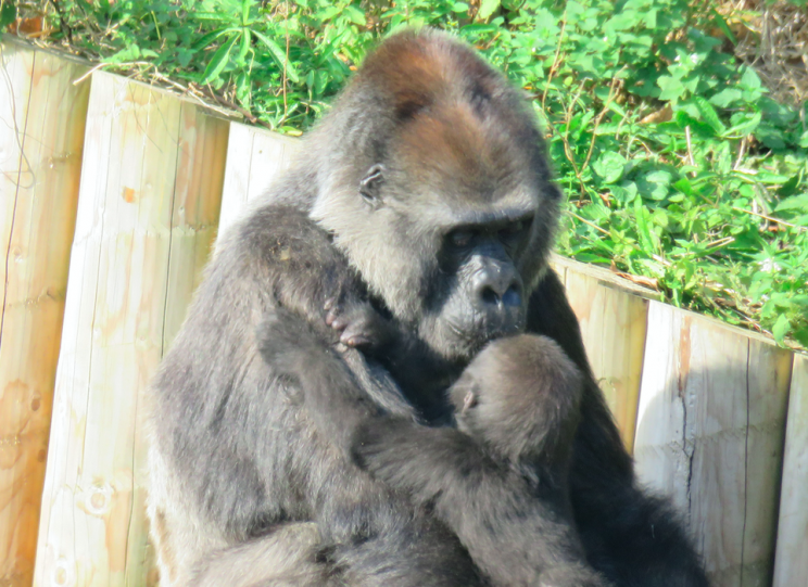 Little miracle: Afia was hand-reared by keepers after her real mum got too sick (PA)