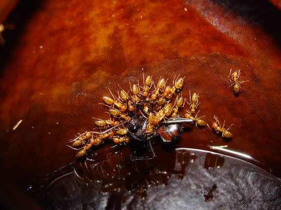 Ants of the species <em>Camponotus schmitzi</em>, dragging especially large prey out of a pitcher. If not for these ant allies, the remains would just rot inside the plant.