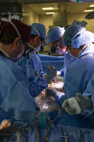 <p>Credit: ï»¿Massachusetts General Hospital</p> Surgeons perform kidney transplant with modified pig kidney at Massachusetts General Hospital