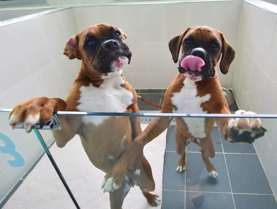 This picture taken on June 29, 2016 shows cloned dogs in a glass-fronted pen at a care room of the Sooam Biotech Research Foundation, a world leader in pet cloning, in Seoul. Sooam Biotech clones many animals, including cattle and pigs for medical research and breed preservation, but is best known for its commercial dog service. Since 2006, the facility has cloned nearly 800 dogs, commissioned by owners or state agencies seeking to replicate their best sniffer and rescue dogs. / AFP / JUNG YEON-JE / TO GO WITH Science-genetics-cloning-pets-SKorea,FEATURE by Jung Ha-Won (Photo credit should read JUNG YEON-JE/AFP via Getty Images)