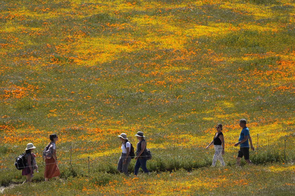 FILE - Visitors walk on a pathway amid fields of blooming flowers at the Antelope Valley California Poppy Reserve, Monday, April 10, 2023, in Lancaster, Calif. (AP Photo/Marcio Jose Sanchez, File)