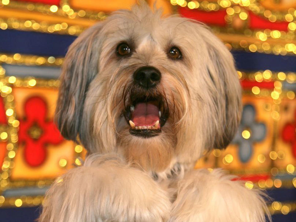 Britain's Got Talent winner Pudsey the dog has died