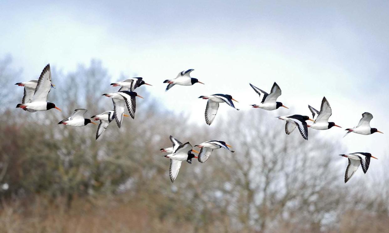 <span>‘A flypast of pied plumage, scarlet beaks and “pic-pic” calls announced the arrival of oystercatchers.’</span><span>Photograph: Phil Gates</span>