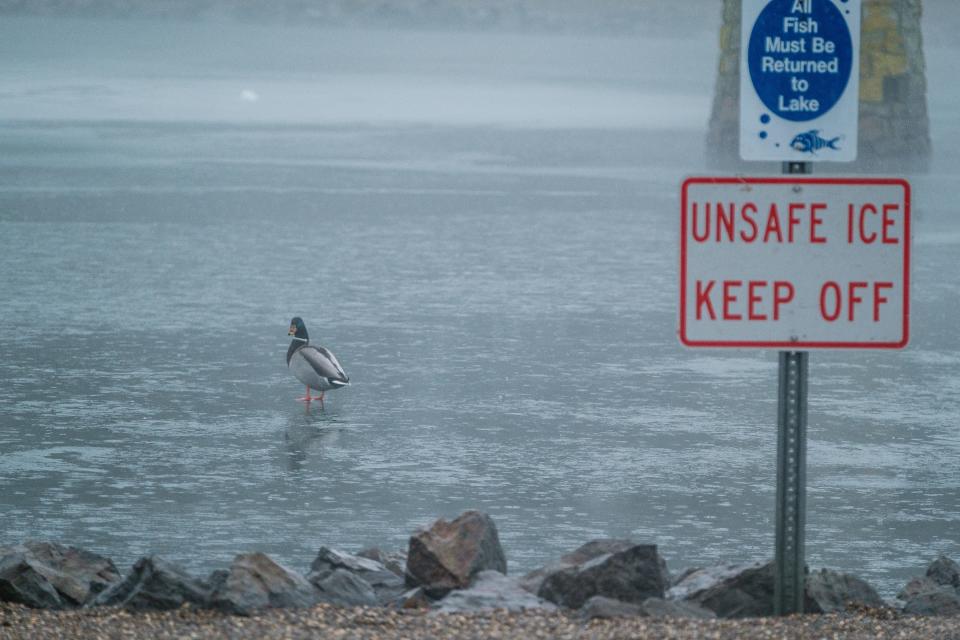 A mallard duck walks out onto the ice at the Tuscora Park Pond on Wednesday, Jan. 24, in New Philadelphia.