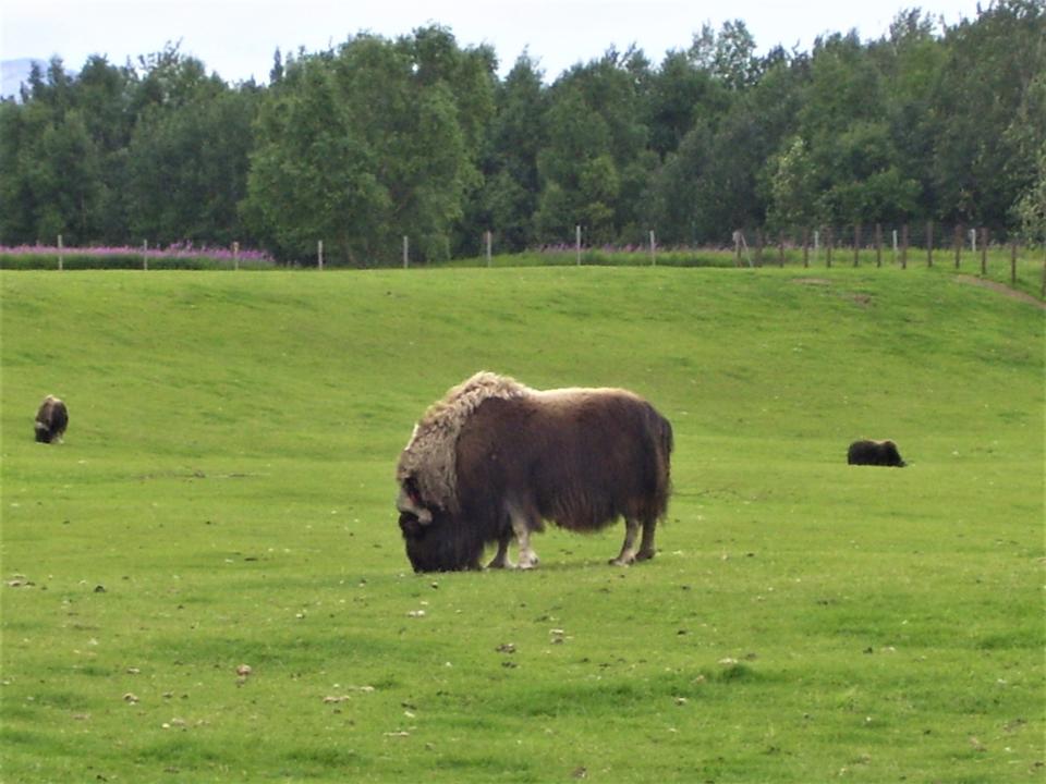 Qiviut products are made from the inner wool of muskox, which is roughly eight times warmer than wool.