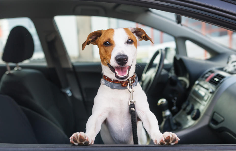Ride-hailing app SpotOn aims to make traveling with your pet easier. (Courtesy: Getty)