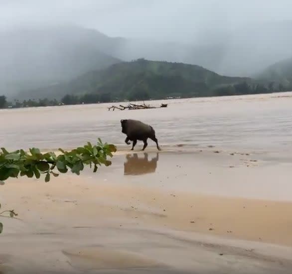 One of the bison that&nbsp;fled from a flooded ranch in Hanalei.