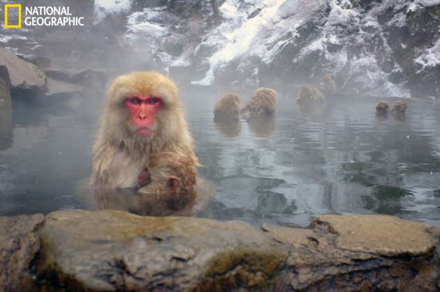 Un babouin avec son petit au parc enneigé de Yudanaka au Japon.