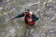 In this photo taken Tuesday, April 15, 2014, fisheries biologist Pete Verhey looks for evidence of fish eggs as he wades nearly waist-deep in Squire Creek, a tributary of the North Fork of the Stillaguamish River, near Darrington, Wash. Finding a spawning nest, called a redd, is an encouraging sign that steelhead trout may be making their way upstream from Oso., Wash., above where a massive landslide decimated a riverside neighborhood a month ago and pushed several football fields worth of sediment down the hillside and across the river. As search crews continue to look for people missing in the slide, scientists also are closely monitoring how the slide is affecting federally endangered fish runs, including Chinook salmon and steelhead. (AP Photo/Elaine Thompson)