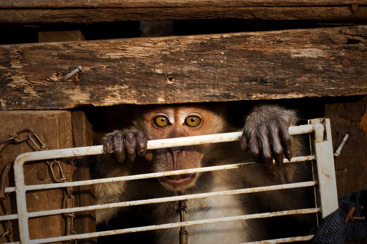 Most diseases that jump to humans stem from human interference with wildlife  (Getty Images)