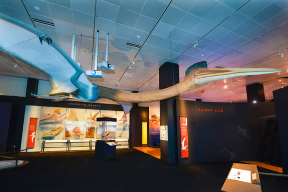 A full-size model of the 33-foot-wingspan <i>Quetzalcoatlus northropi</i> — the largest pterosaur known to date — hangs above visitors in the Flight Lab section of the exhibition.