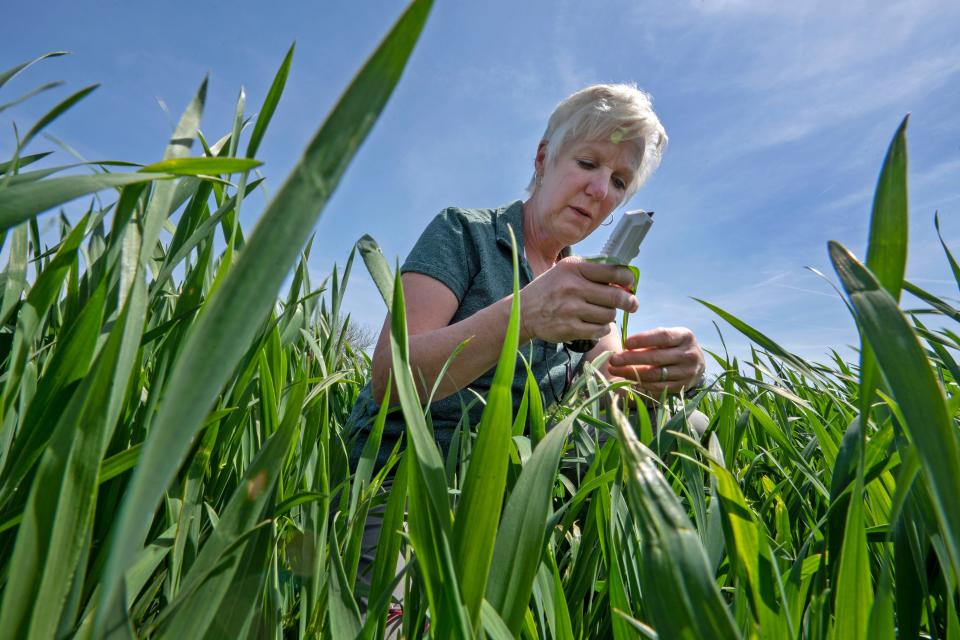 Betsy Bower, an agronomist for Ceres Solutions Cooperative, checks wheat stage in a farmer’s field near Terre Haute. Her job includes providing advice and support for farmers.