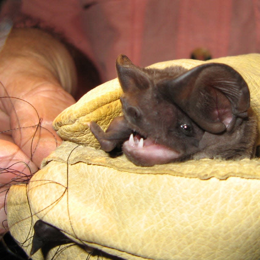 A Florida bonneted bat is examined at an animal hospital in Florida. The U.S. Fish and Wildlife Service recently designated 13 counties at the tip of south Florida as having critical bat habitat for the nation's most endangered bat species.