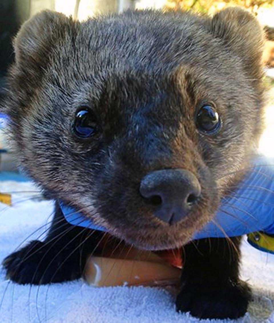 A fisher is about the size of a house cat, according to the National Park Service