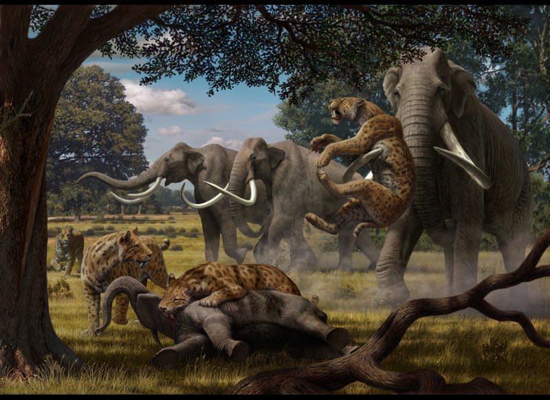 A pride of Smilodon fatalis, often called a saber-toothed cat, attacks a calf belonging to a herd of mammoths while the mother moves to protect her offspring.   Digital painting