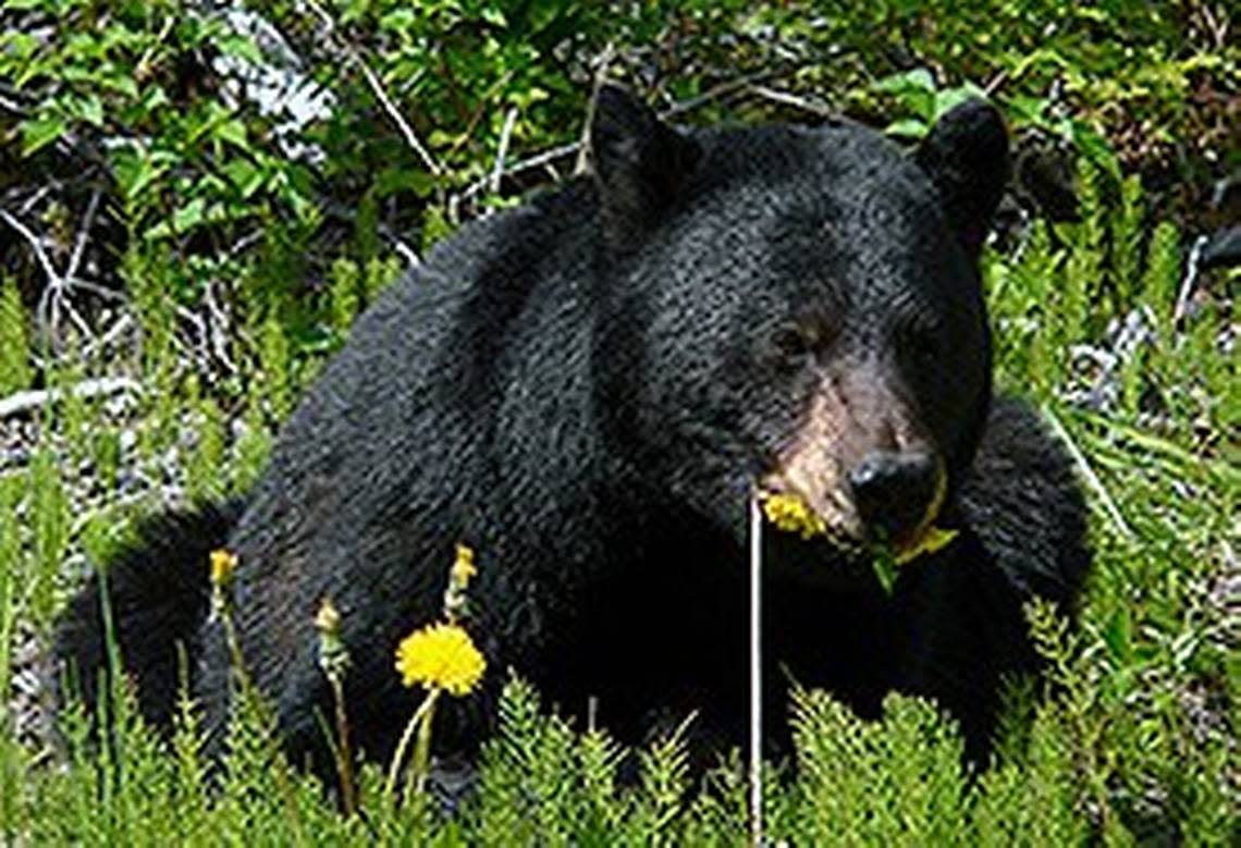 Black bear can reach up to 600 pounds, according to the U.S. Fish and Wildlife Service. A Huntersville woman posted on NextDoor on Monday, March 28, 2022, that she whisked her doodle inside after three black bears showed up in woods near their home and her friendly dog wanted to play with them.