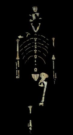 Lucy, a 3.18 million year old fossil specimen of Australopithecus afarensis. Lucy, one of the best known ancestors of humans to ever roam the earth, may have died after a fall from a tree, University of Texas researchers said on August 29, 2016, after studying her 3.18-million-year-old fossilized remains. John Kappelman/The University of Texas at Austin/Handout via Reuters