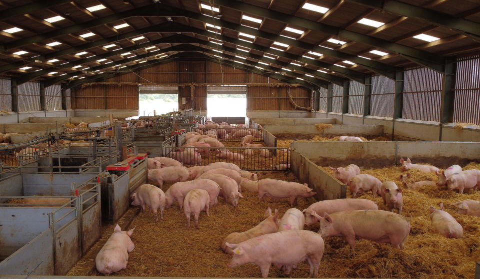 A group of breeding sows are pictured inside a barn on a family pig farm near Driffield, Britain, October 12, 2021. Picture taken with a drone. REUTERS/Phil Noble