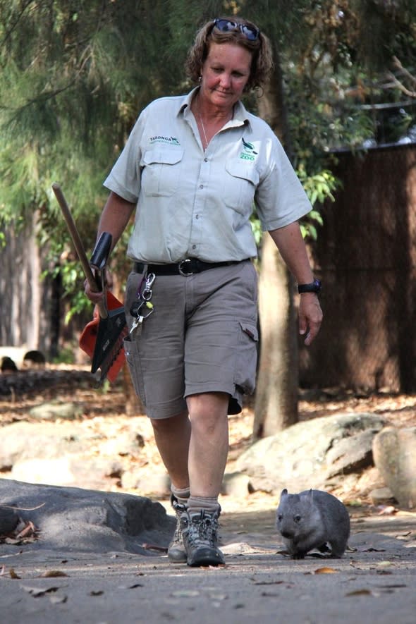 Orphaned baby wombat joins zookeeper on daily rounds