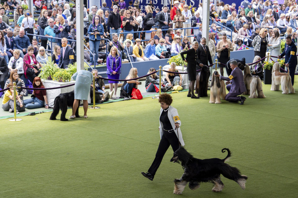 Mary Ann Giordano runs with Afghan Hound Belle during breed group judging at the 148th Westminster Kennel Club Dog show, Monday, May 13, 2024, at the USTA Billie Jean King National Tennis Center in New York. (AP Photo/Julia Nikhinson)