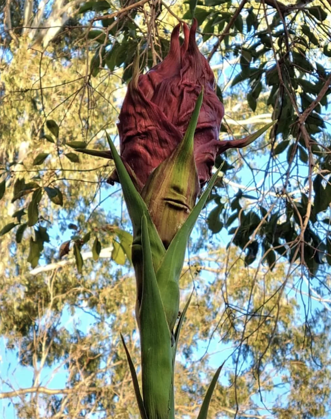 A large, exotic plant with a closed, structured bud stands against a background of trees and blue sky. The plant has a distinctive, elongated green base