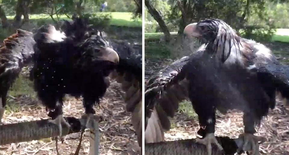 A wedge-tailed eagle at a Ballarat’s Full Flight Birds of Prey Centre is sprayed with water to cool off as temperatures soared to 41C during Friday’s heatwave. Source: birdsjade / Instagram