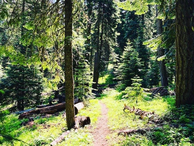 The Pacific Crest Trail deep in the southern Oregon forest.