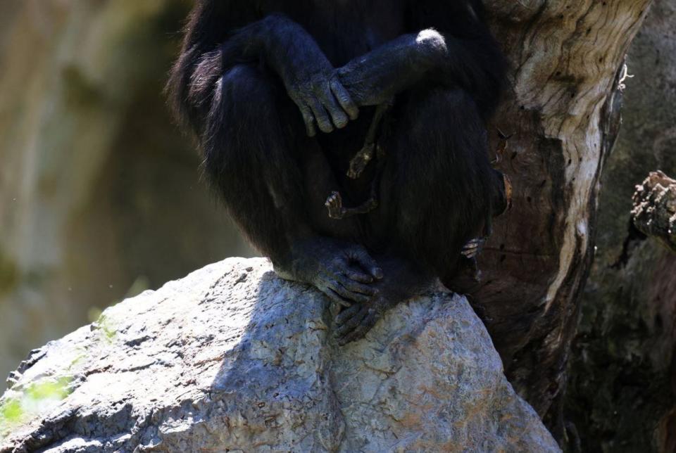 La chimpancé Natalia con su cría