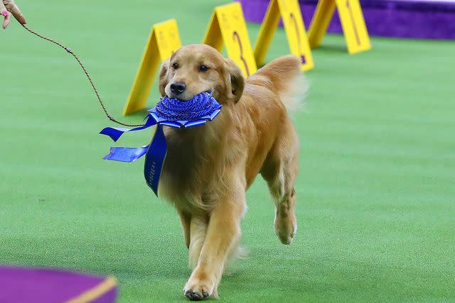 <p>Rich Graessle/Icon Sportswire via Getty Images</p> Daniel the golden retriever at the 2020 Westminster Dog Show
