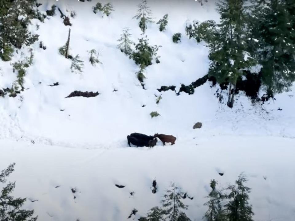 Cattle stranded in the snow.